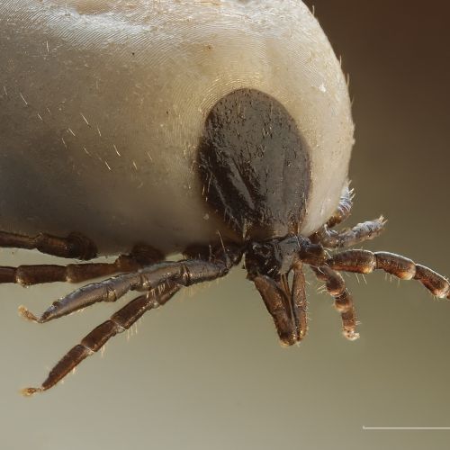 Tick Protection
